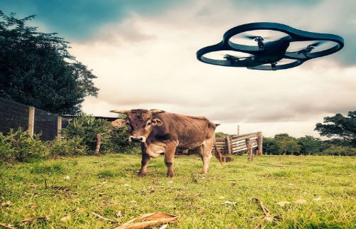 Cattle Monitoring Drones